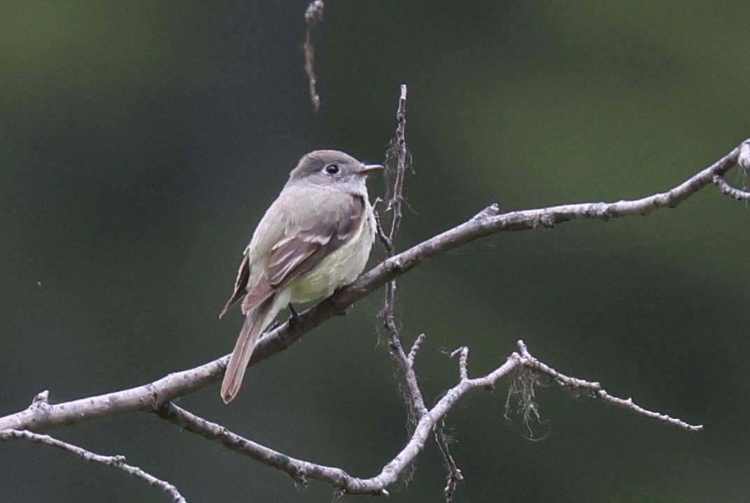 Hammond's Flycatcher - ML620766868