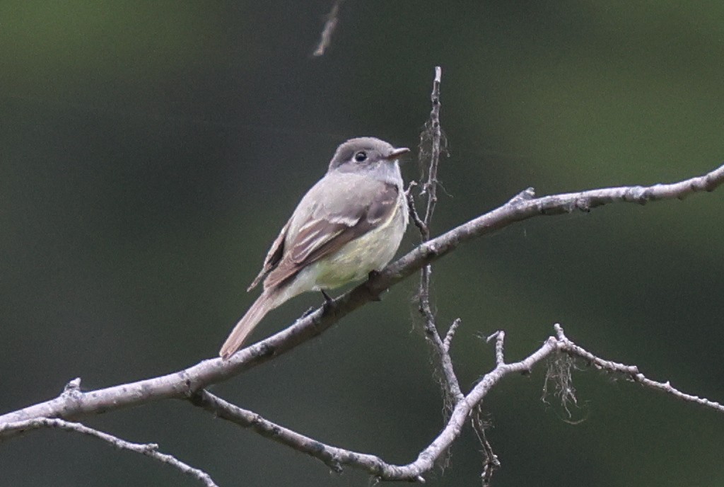 Hammond's Flycatcher - ML620766870