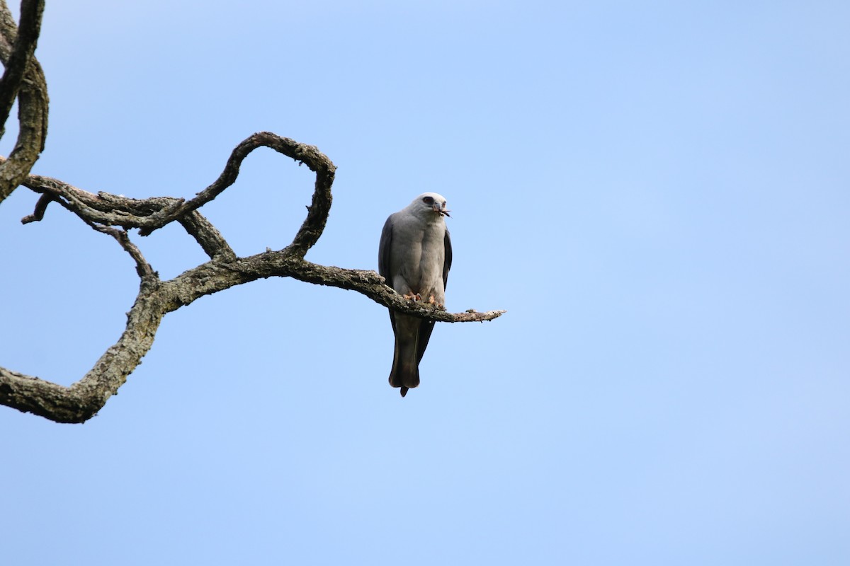 Mississippi Kite - ML620766872