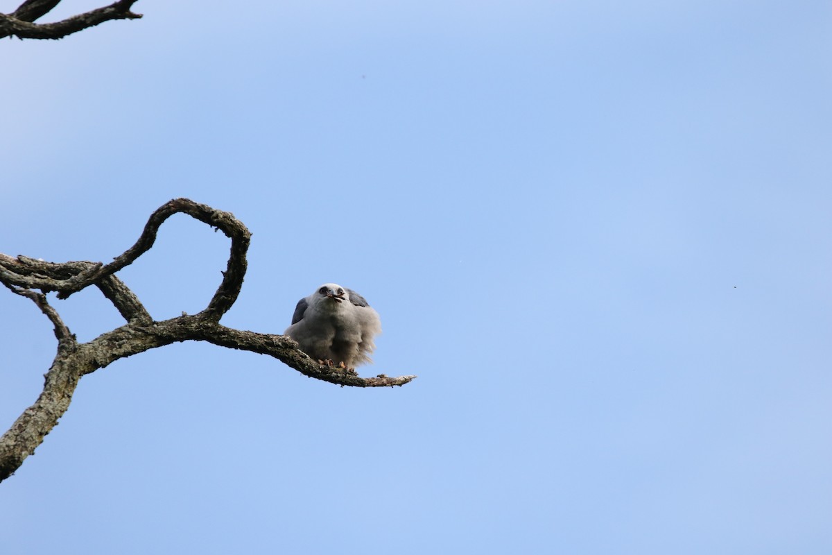 Mississippi Kite - ML620766873