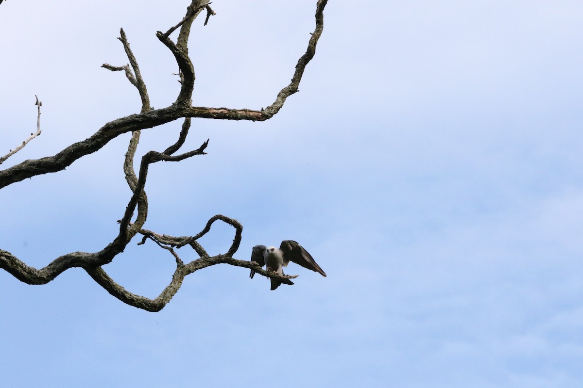 Mississippi Kite - ML620766874