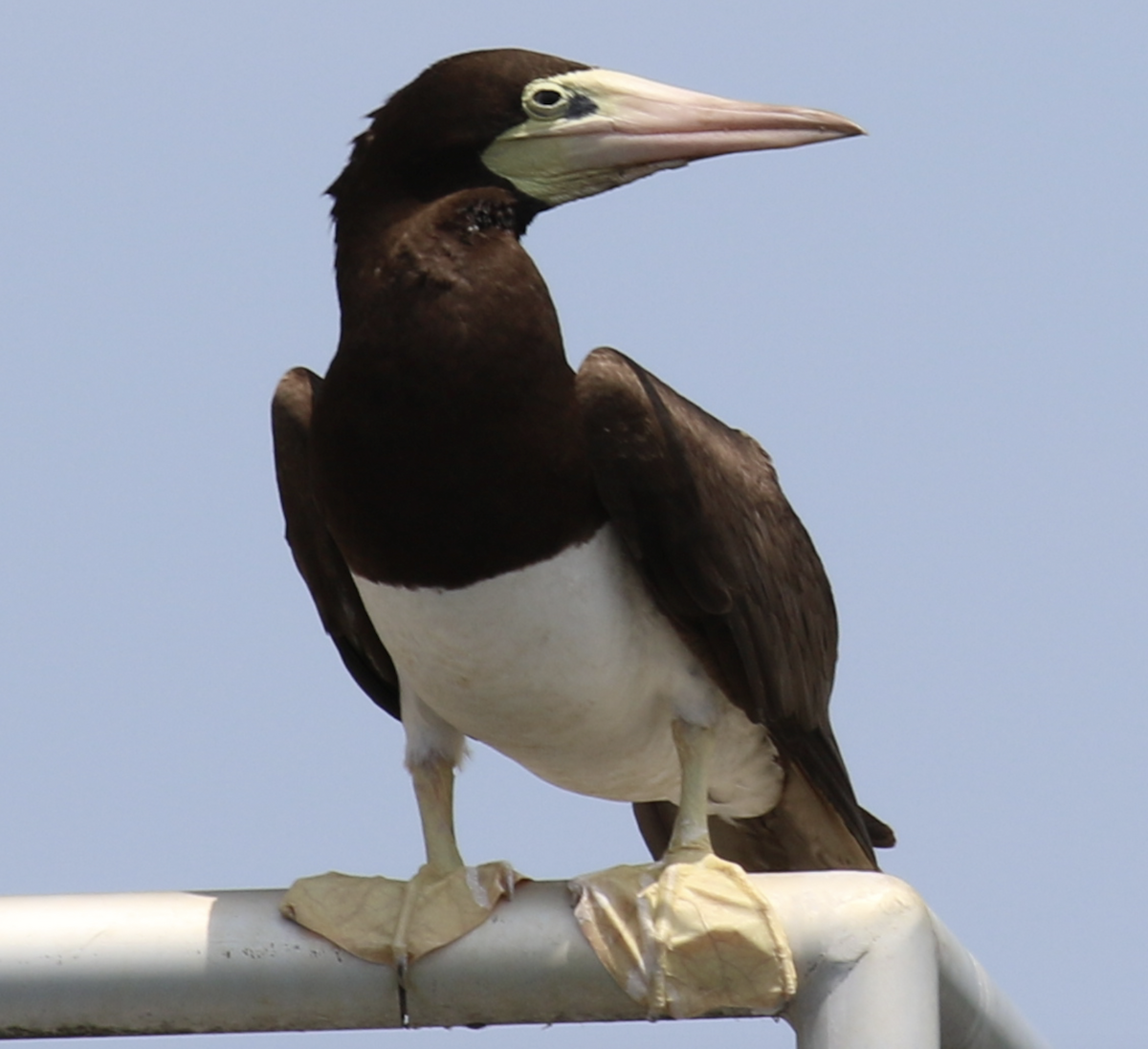 Brown Booby - ML620766876