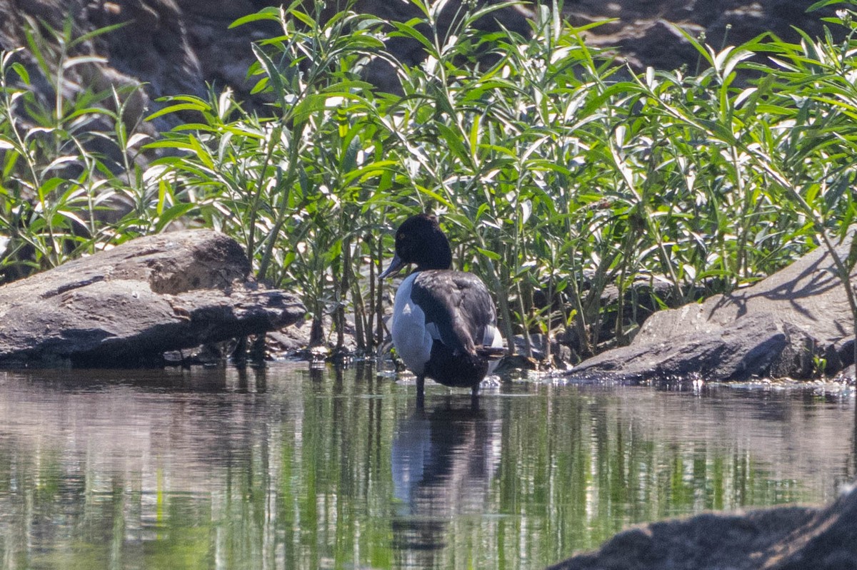 Ring-necked Duck - ML620766879