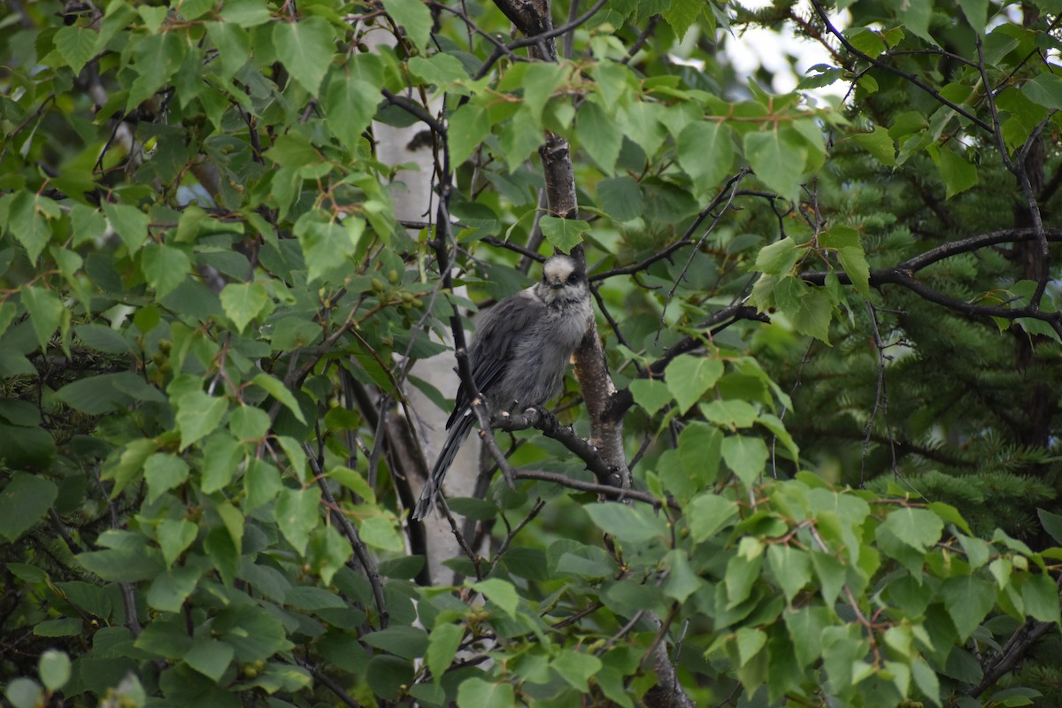 Mésangeai du Canada - ML620766890