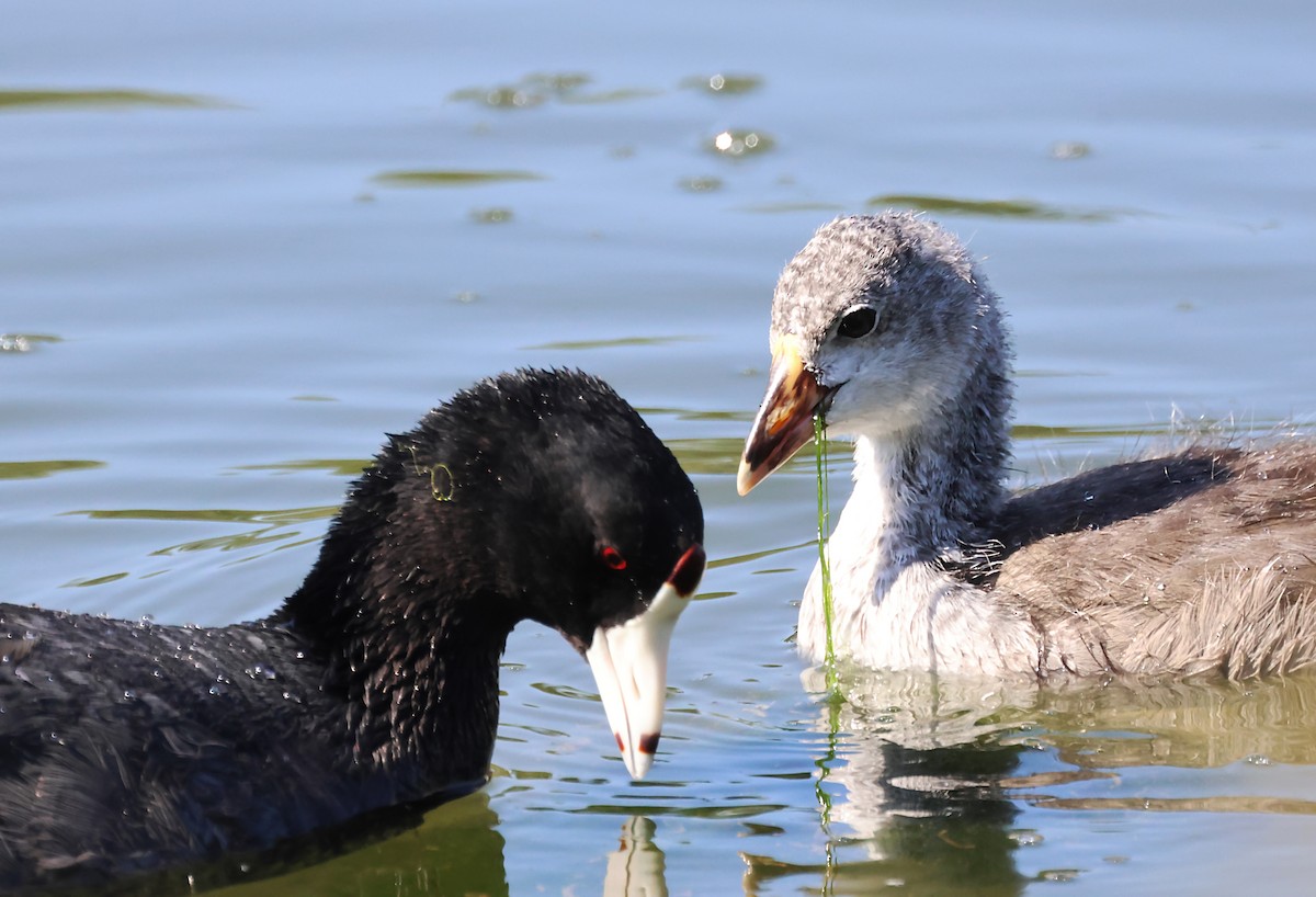 American Coot - ML620766892