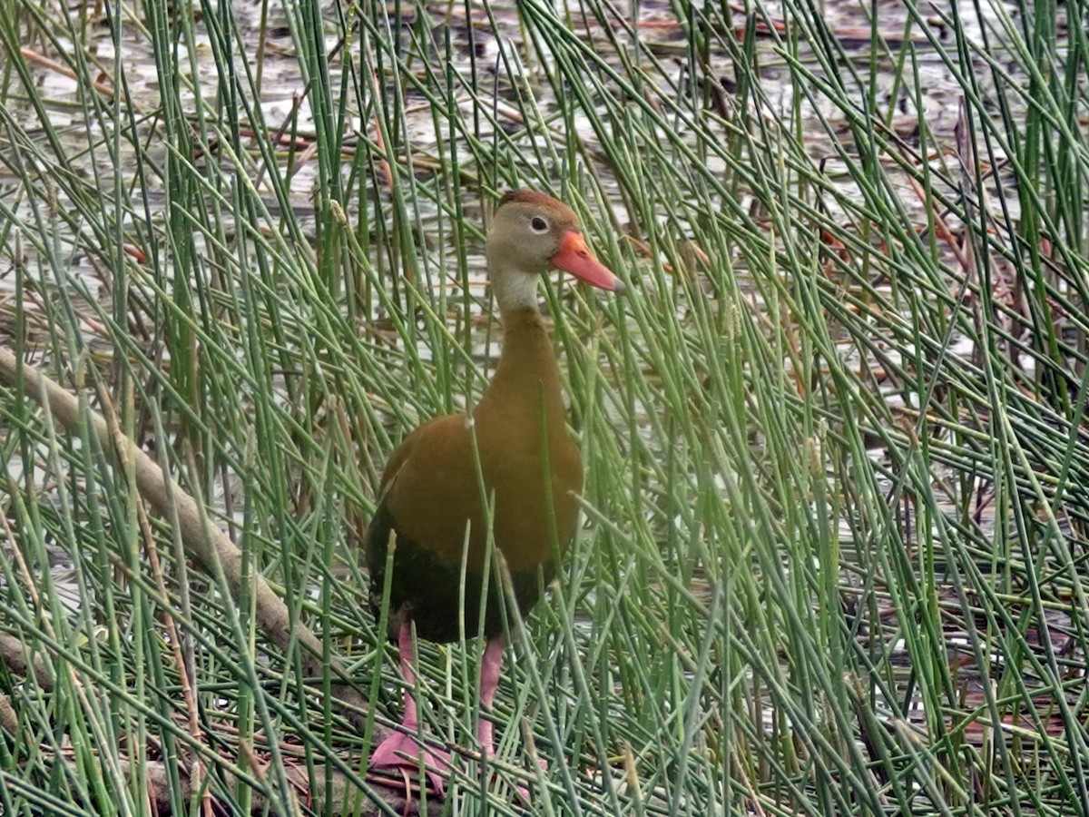 Black-bellied Whistling-Duck - ML620766897