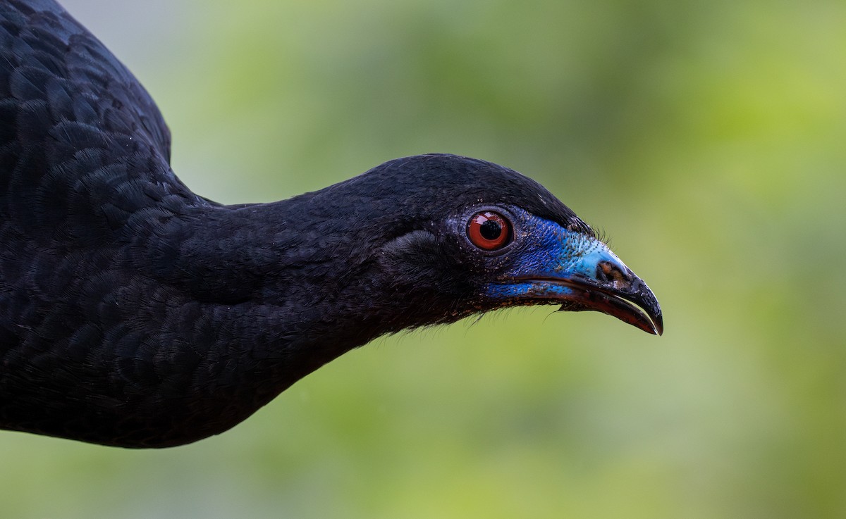 Black Guan - Forest Botial-Jarvis