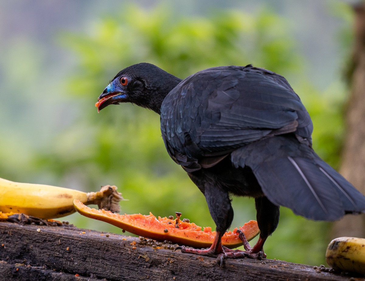 Schwarzguan - ML620766899