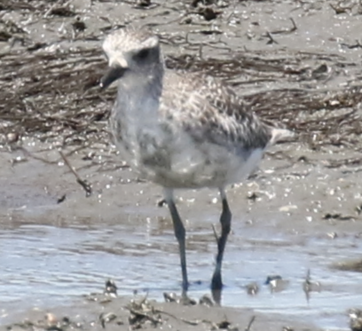 Black-bellied Plover - ML620766901