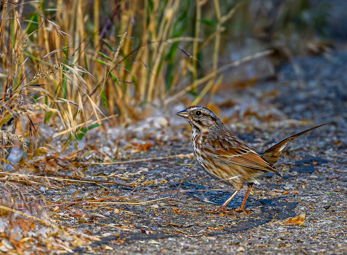 Song Sparrow - ML620766902