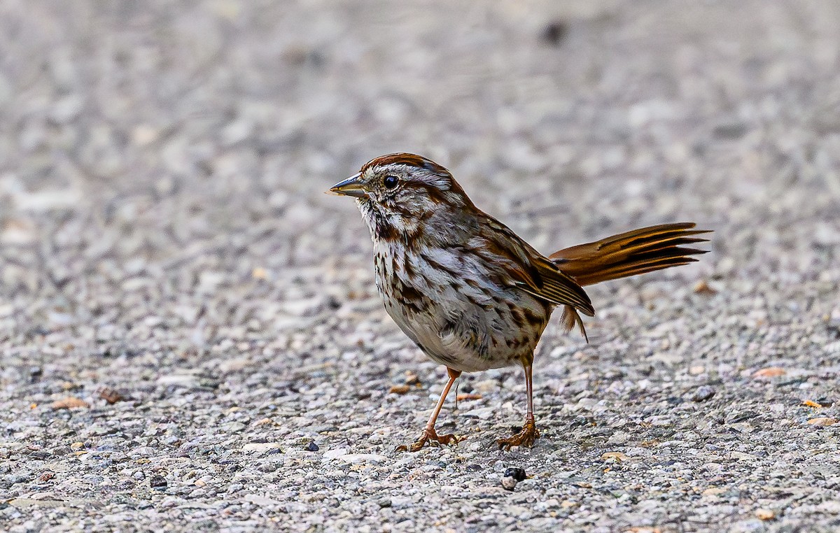 Song Sparrow - ML620766905