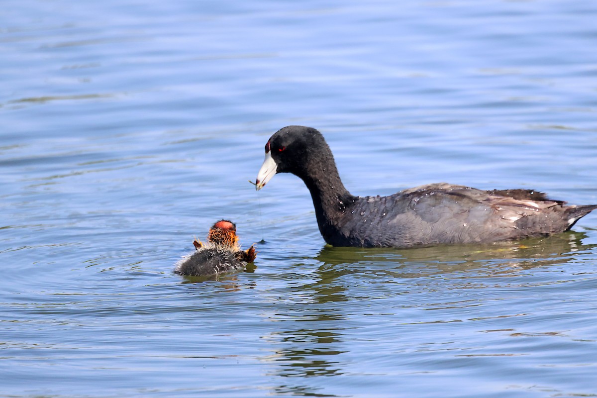 American Coot - ML620766907