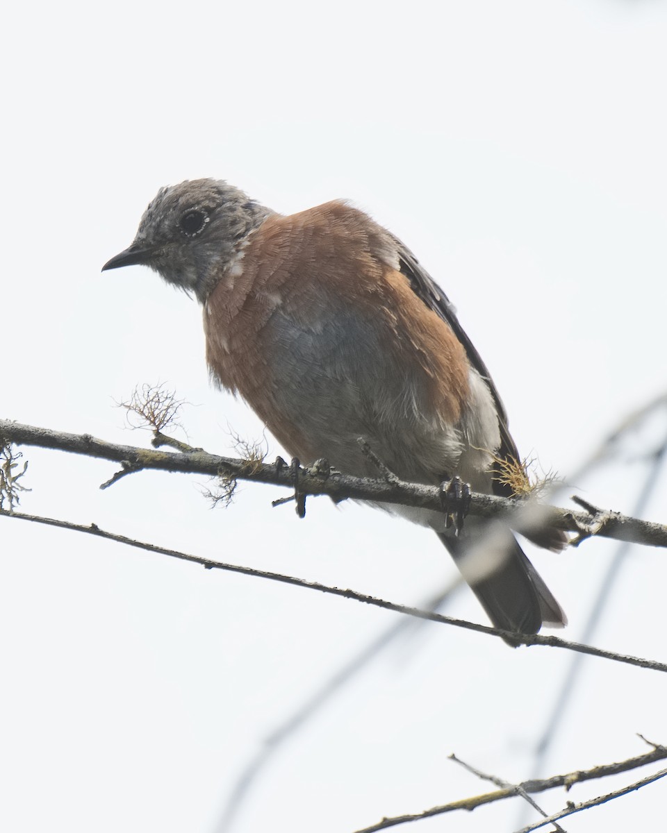 Western Bluebird - ML620766908