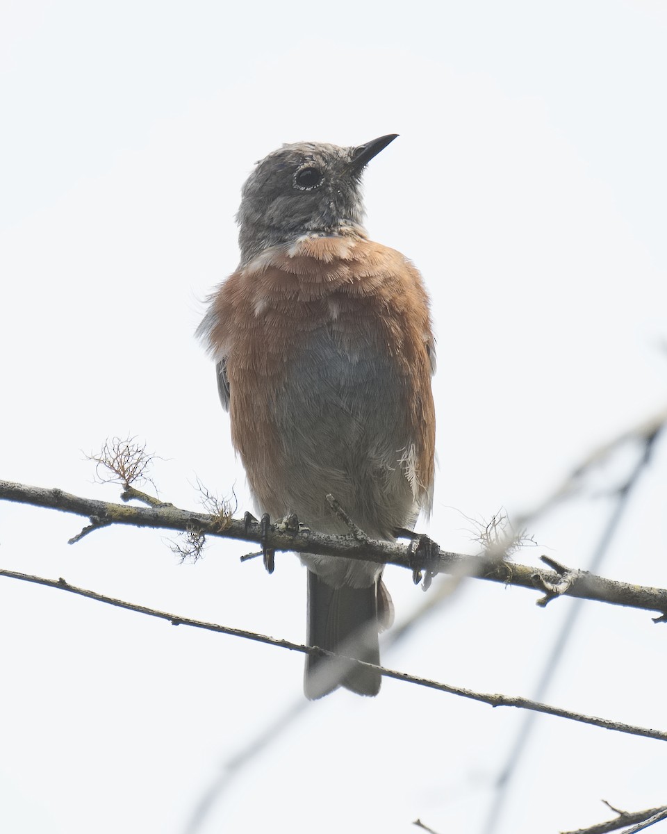 Western Bluebird - Michael Rieser