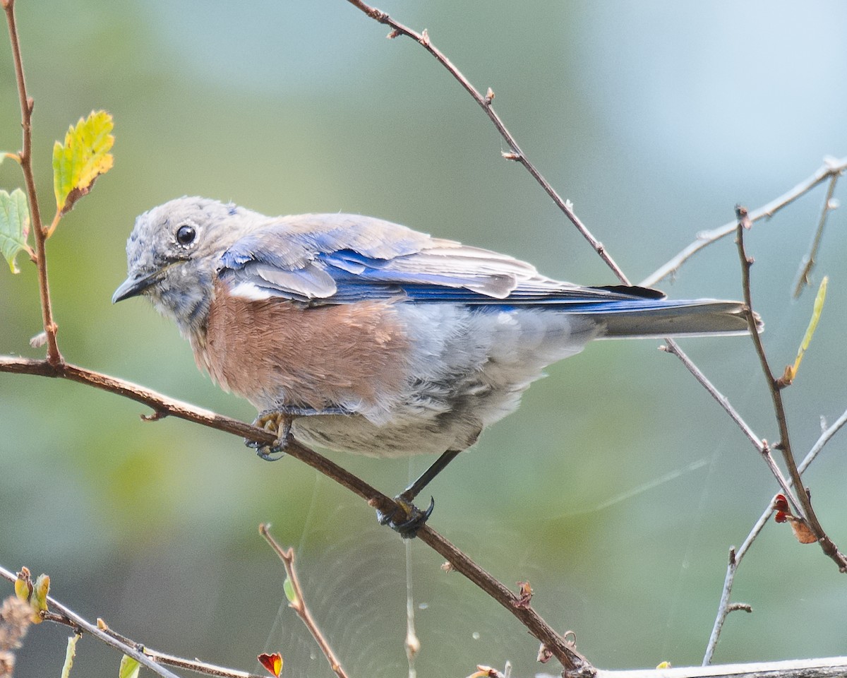 Western Bluebird - ML620766914