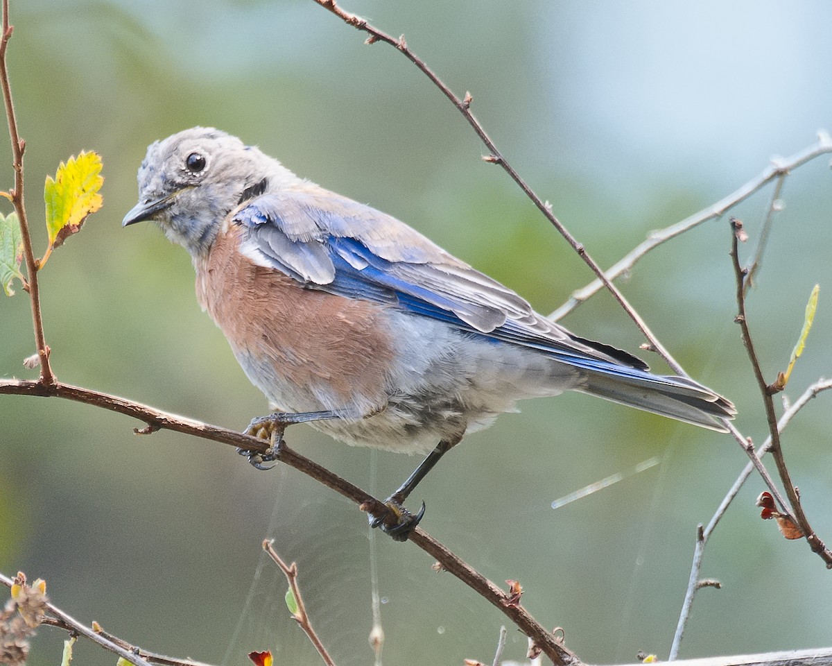 Western Bluebird - ML620766916