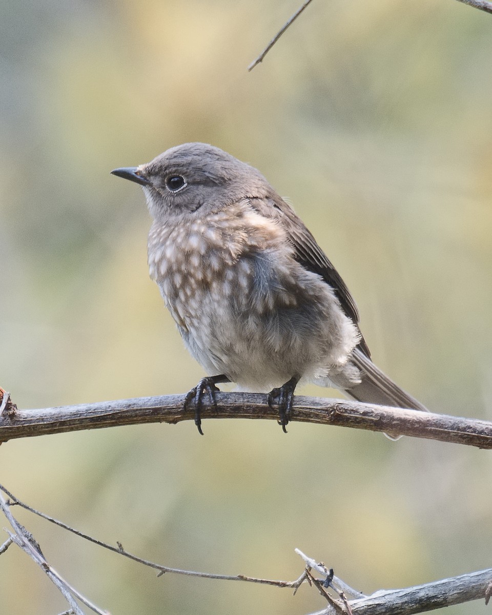 Western Bluebird - Michael Rieser