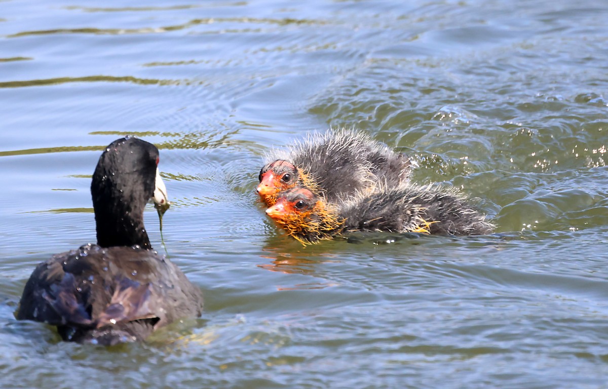 American Coot - Karen Skelton