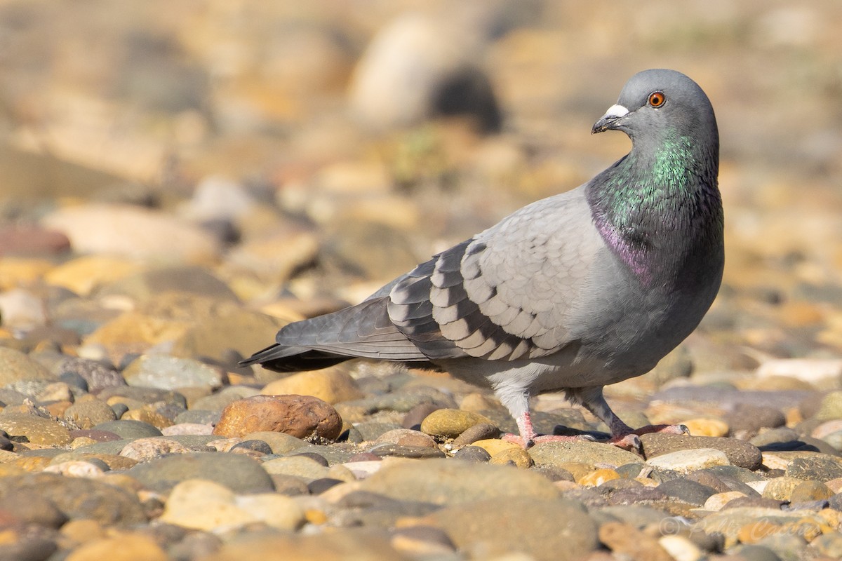 Rock Pigeon (Feral Pigeon) - ML620766926