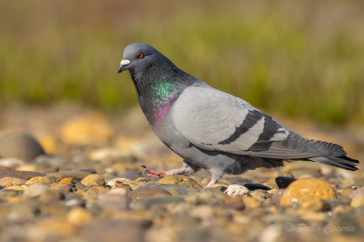 Rock Pigeon (Feral Pigeon) - ML620766927