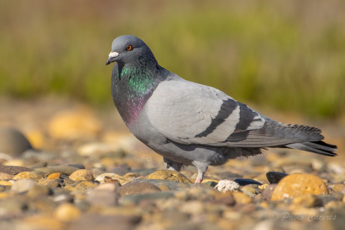 Rock Pigeon (Feral Pigeon) - ML620766928