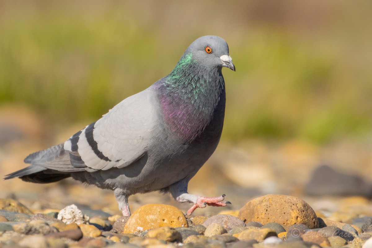 Rock Pigeon (Feral Pigeon) - ML620766929