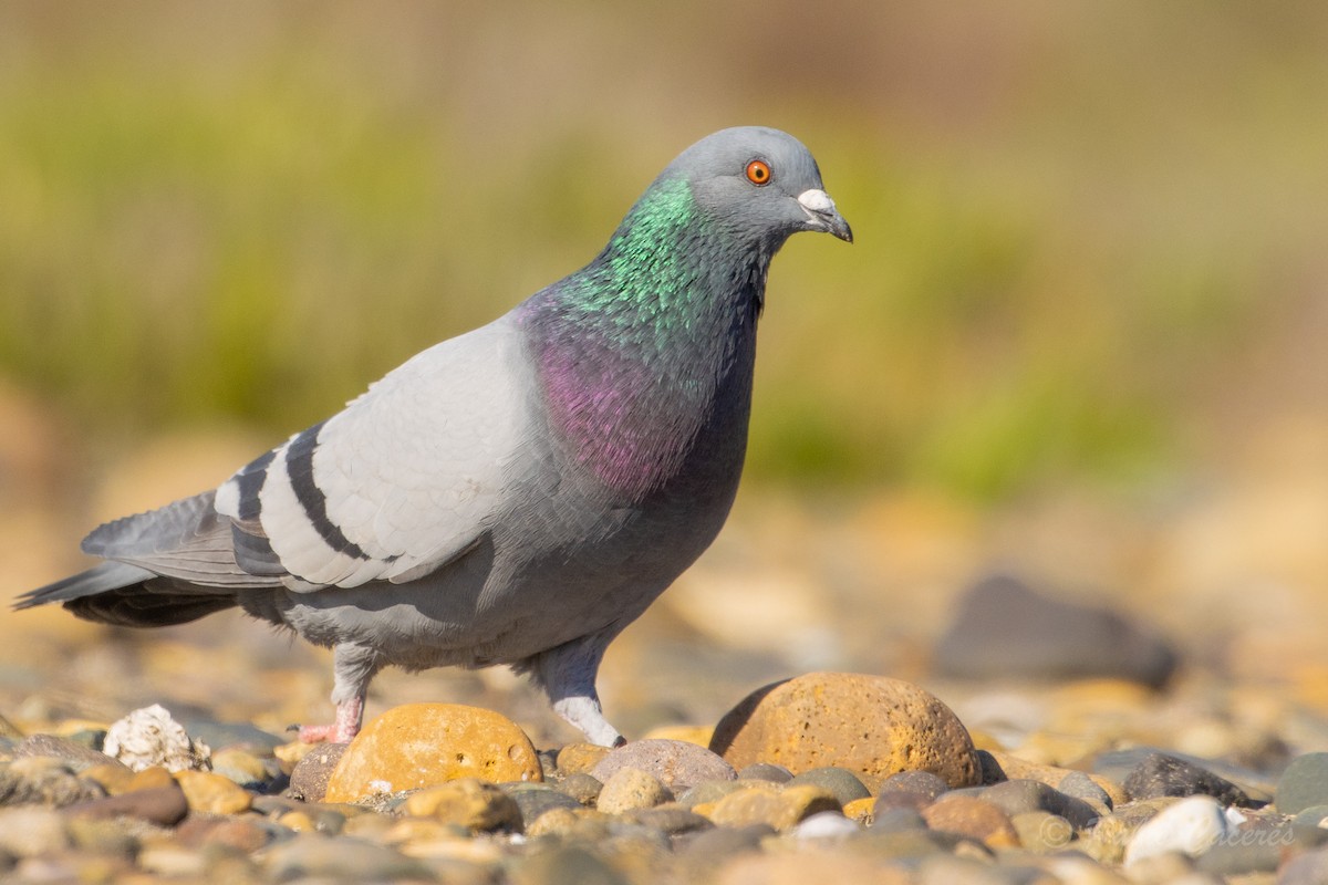 Rock Pigeon (Feral Pigeon) - ML620766930