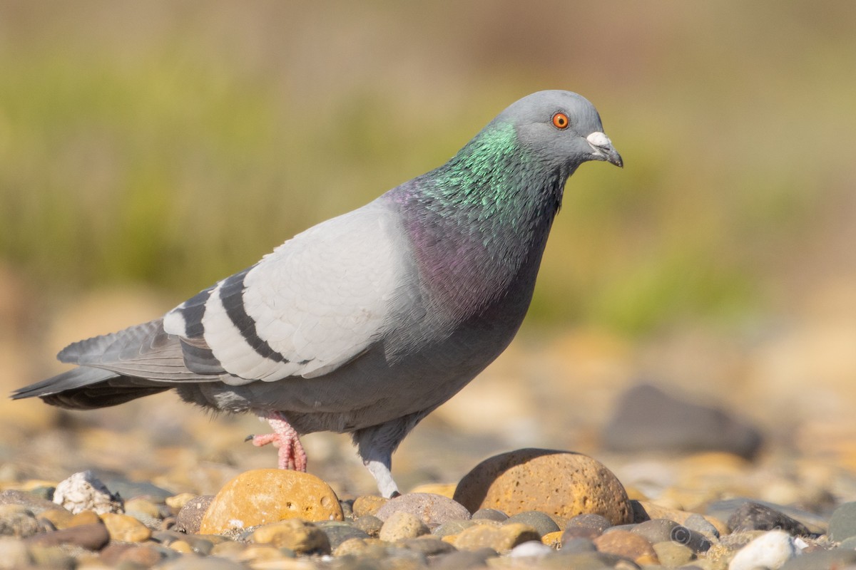 Rock Pigeon (Feral Pigeon) - ML620766932