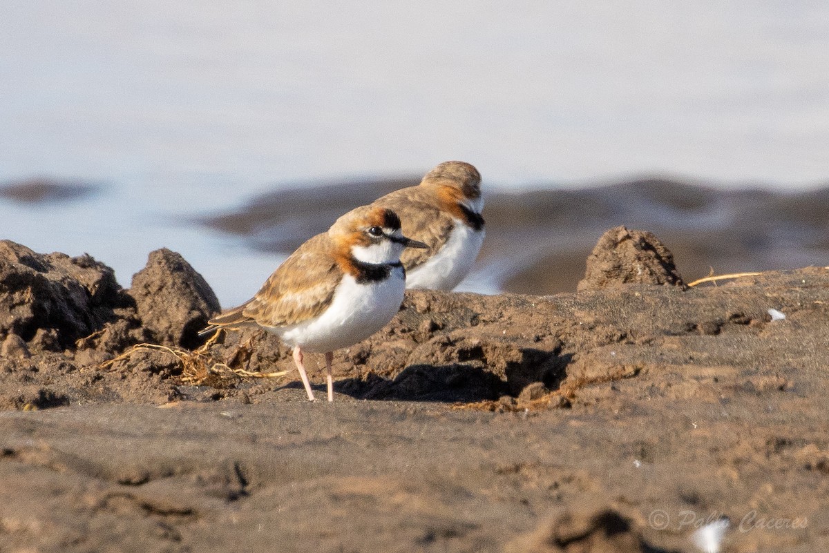 Collared Plover - ML620766939