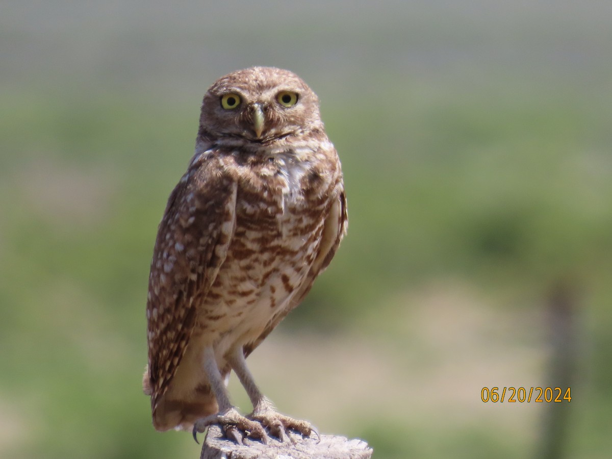 Burrowing Owl - ML620766944