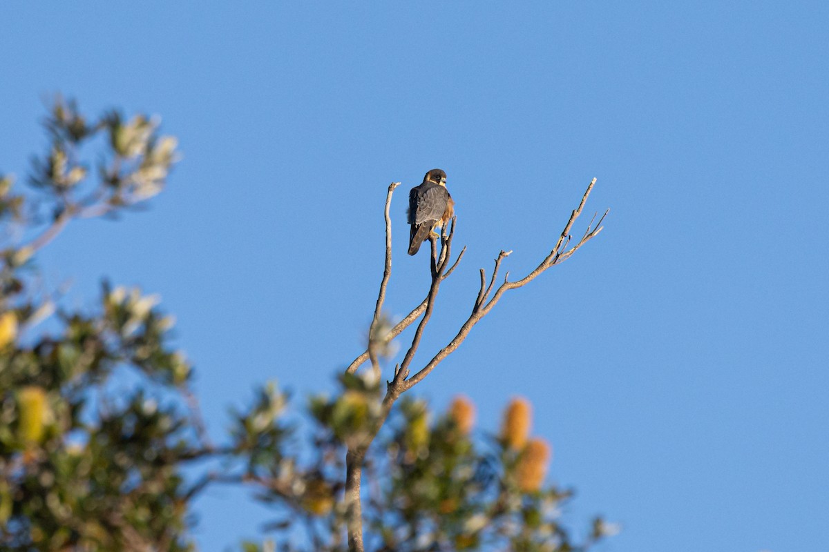 Australian Hobby - ML620766946