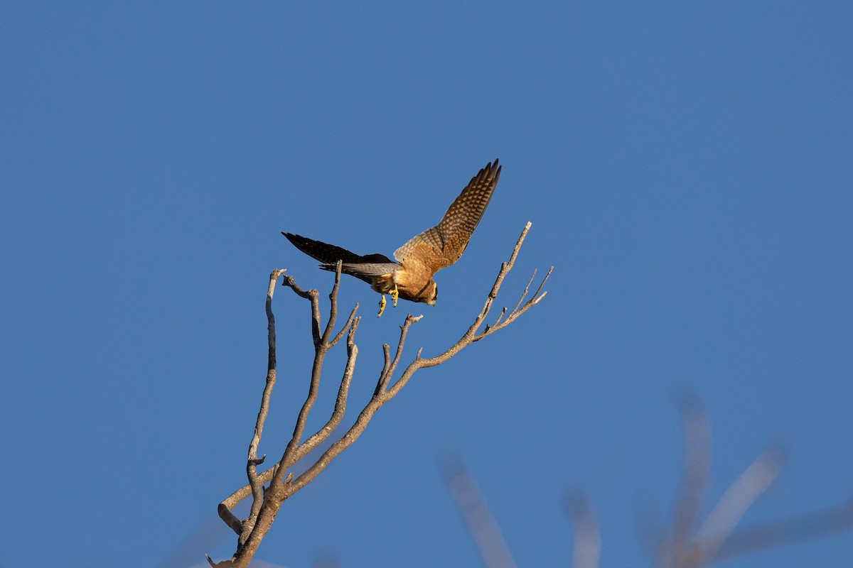 Australian Hobby - ML620766947