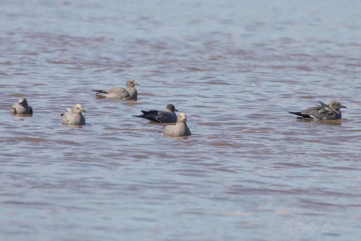 Gray Gull - ML620766948