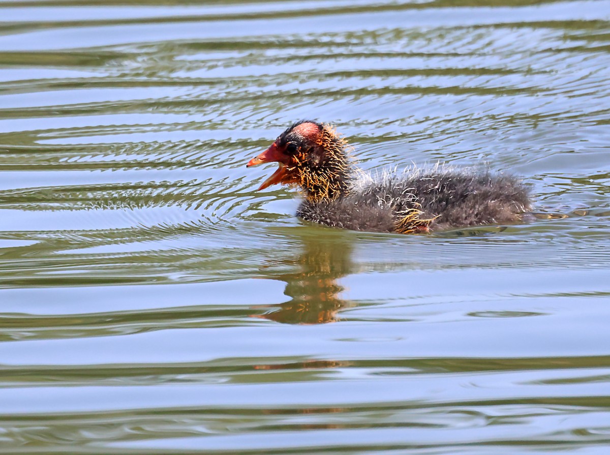 American Coot - ML620766949