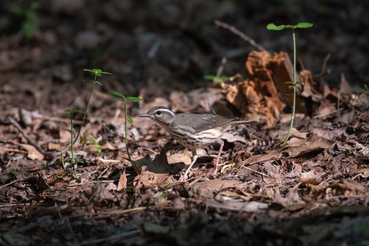 Louisiana Waterthrush - ML620766951