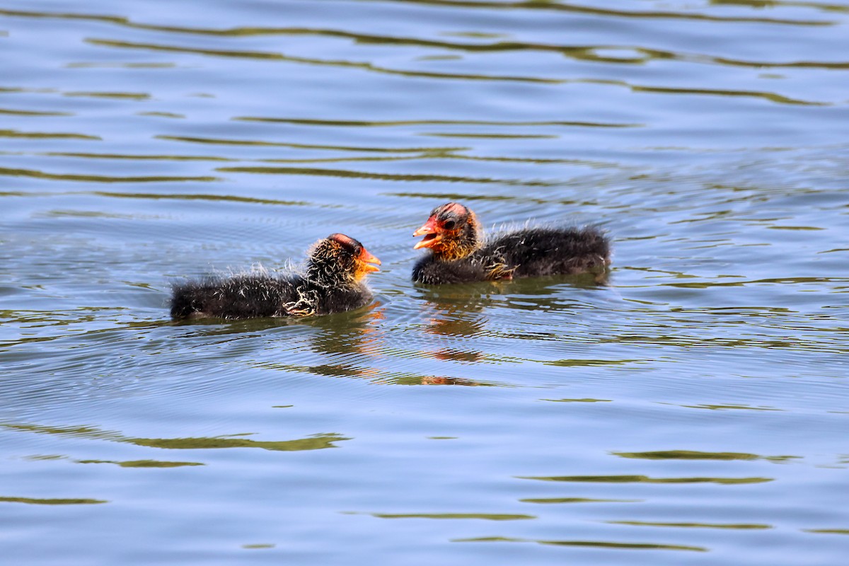 American Coot - ML620766952