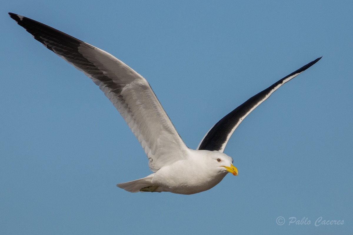 Kelp Gull - ML620766953