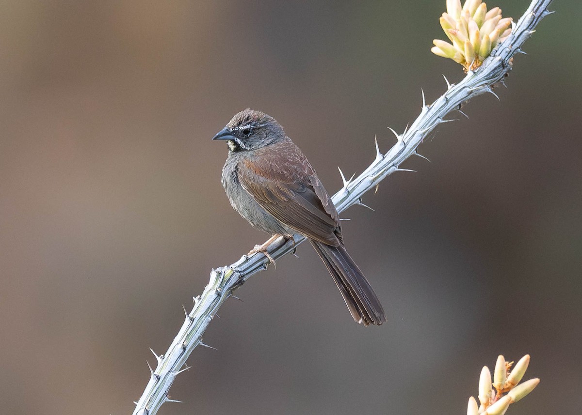 Five-striped Sparrow - ML620766960