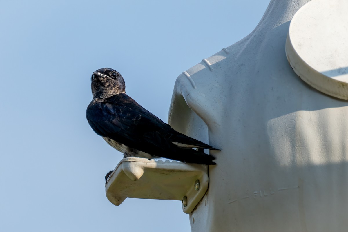 Purple Martin - Cheryl Taylor