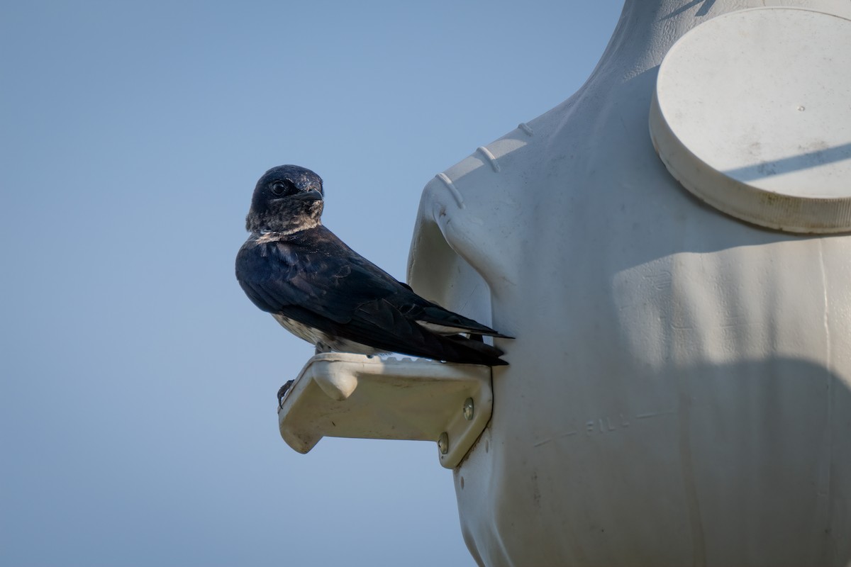 Purple Martin - ML620766962