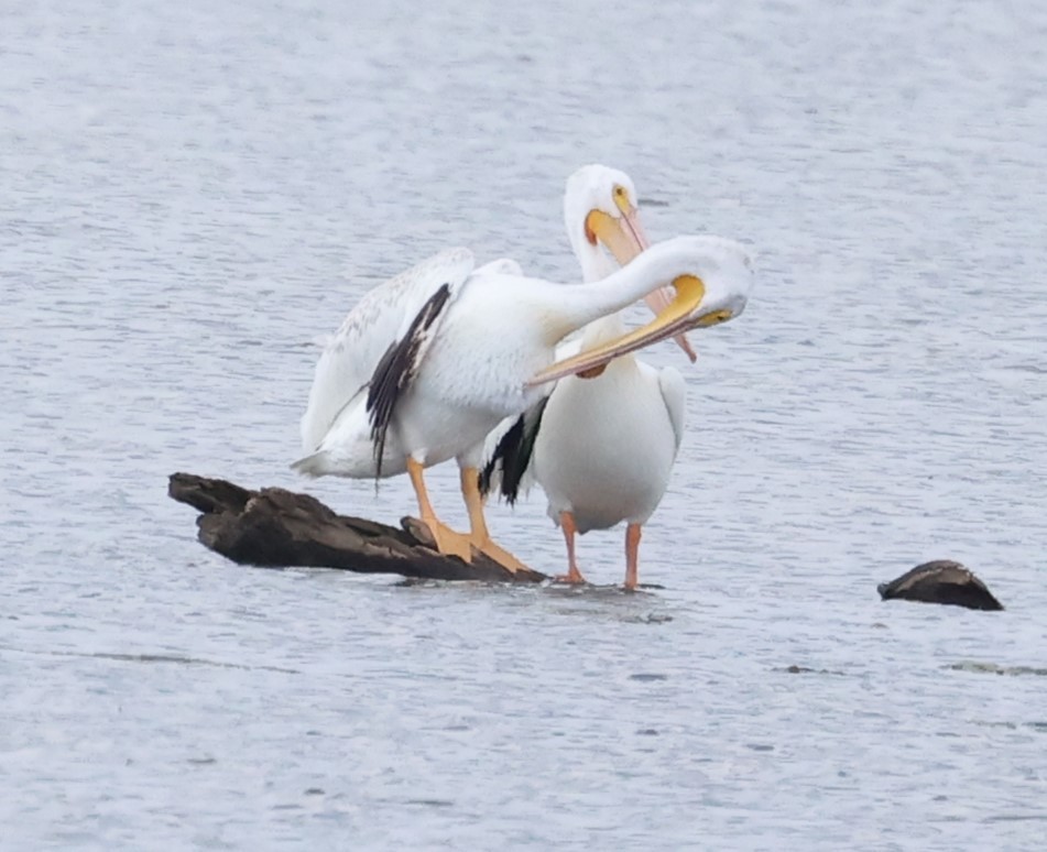 American White Pelican - ML620766964