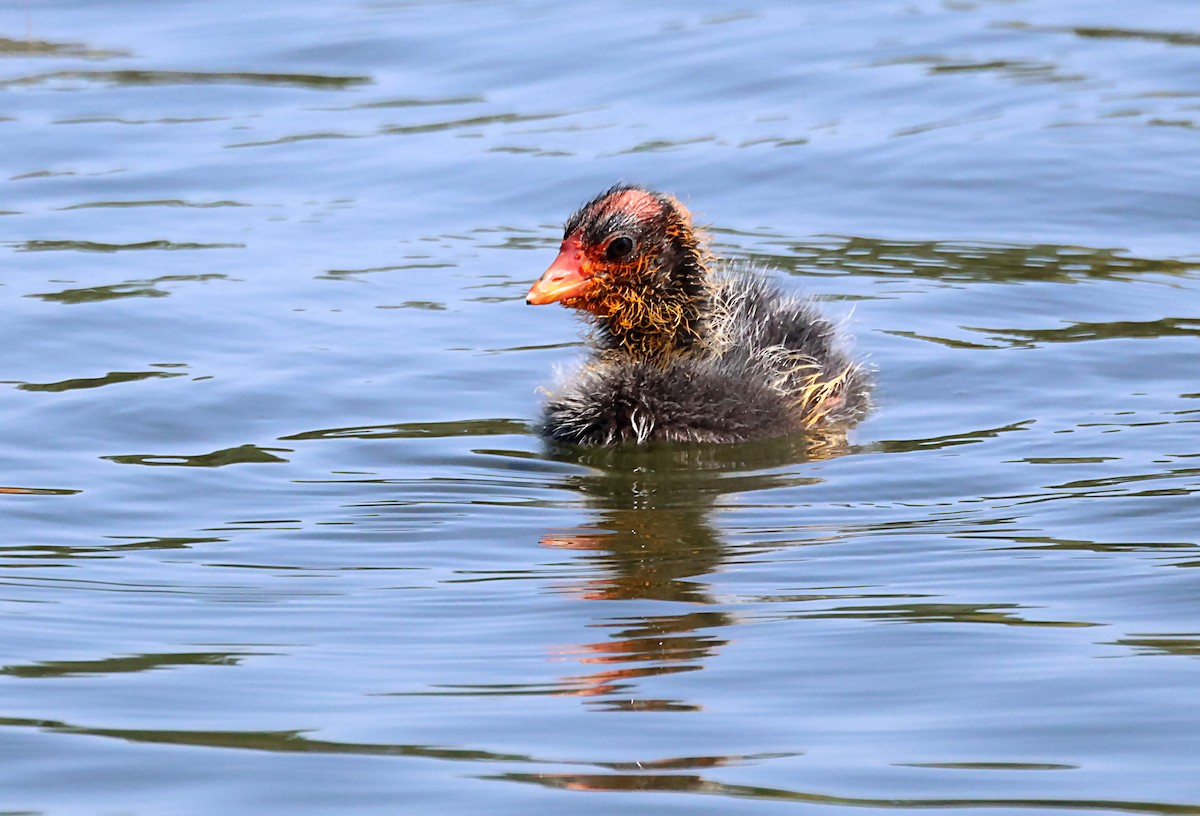 American Coot - ML620766966