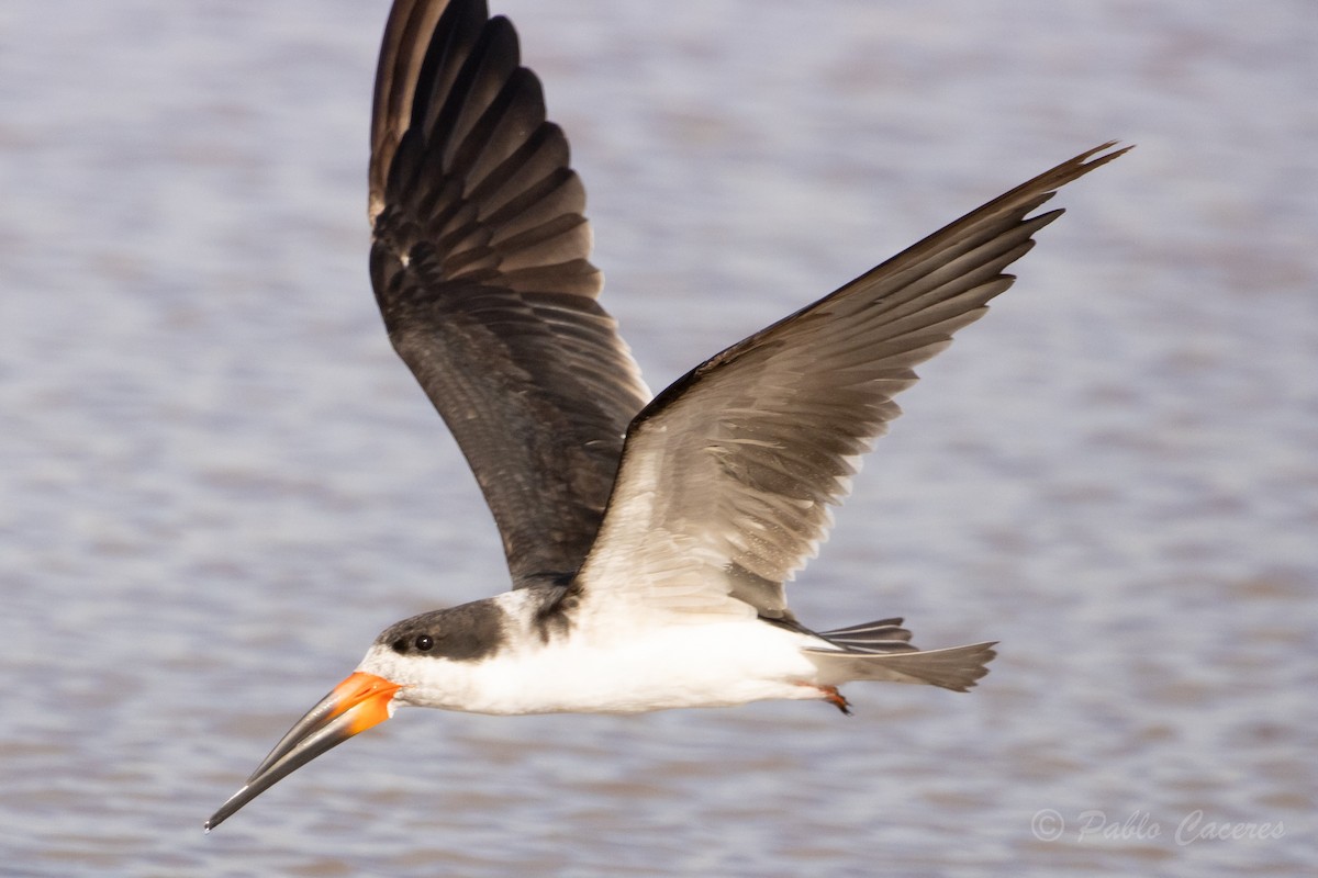 Black Skimmer - Pablo Andrés Cáceres Contreras