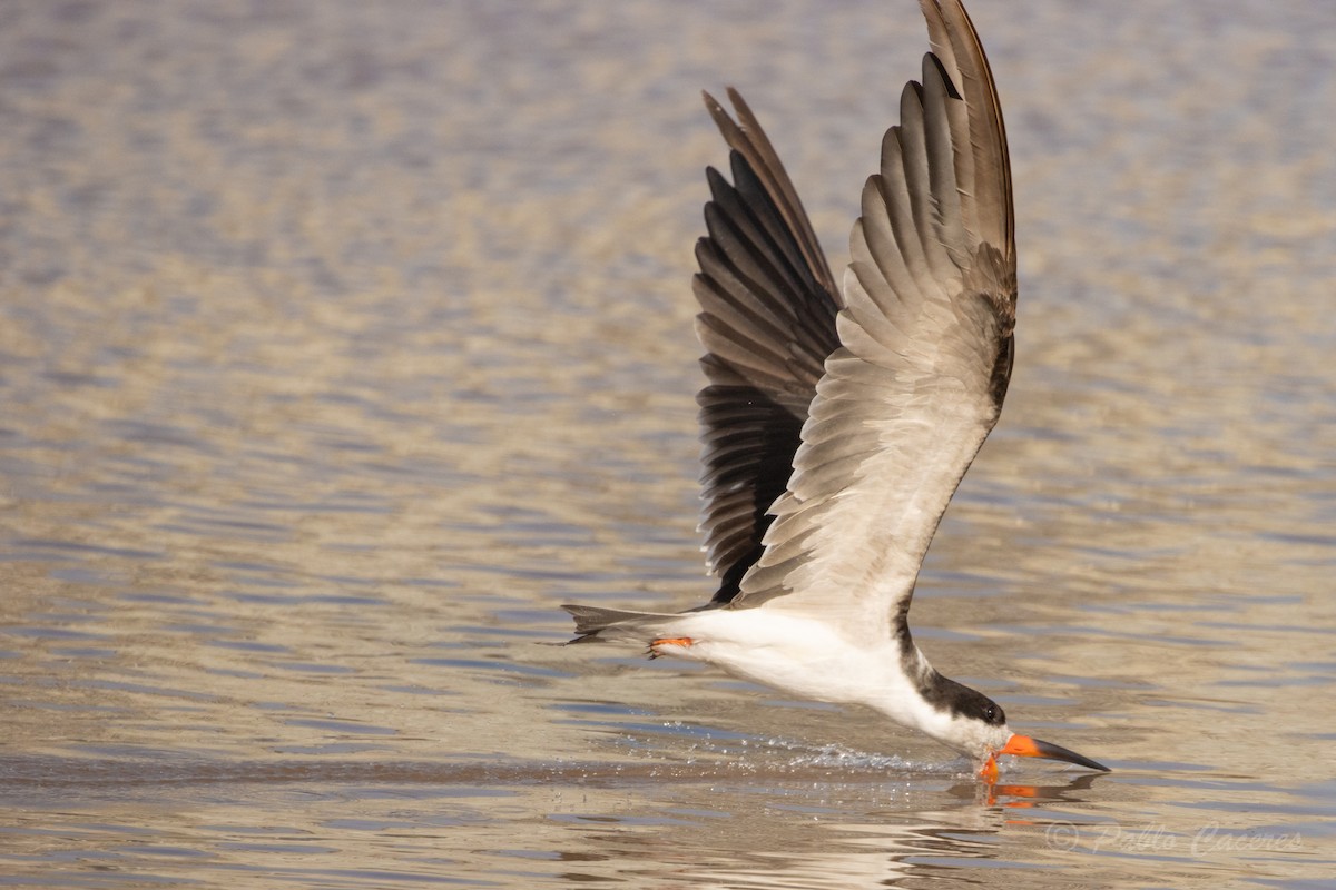 Black Skimmer - ML620766969