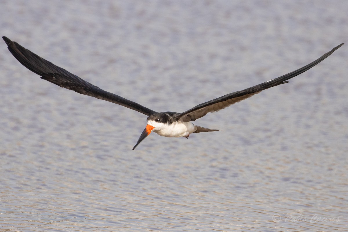 Black Skimmer - ML620766970