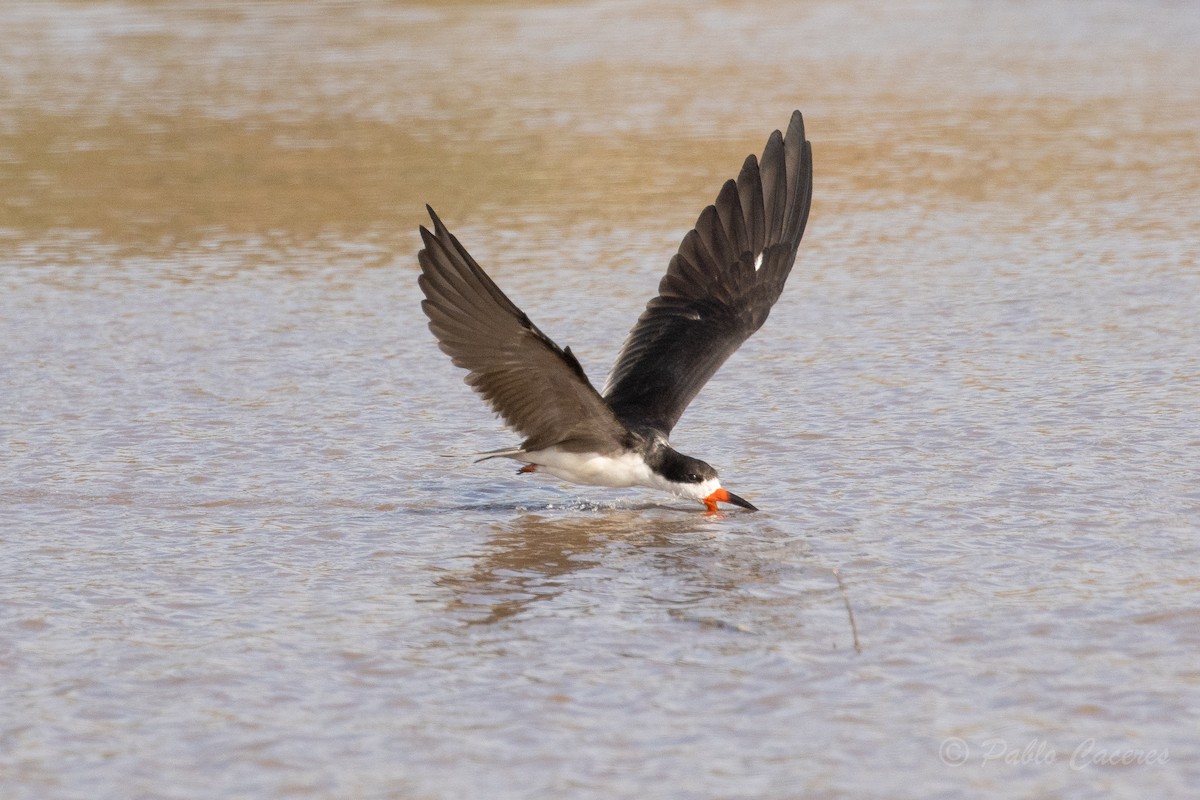 Водоріз американський - ML620766971