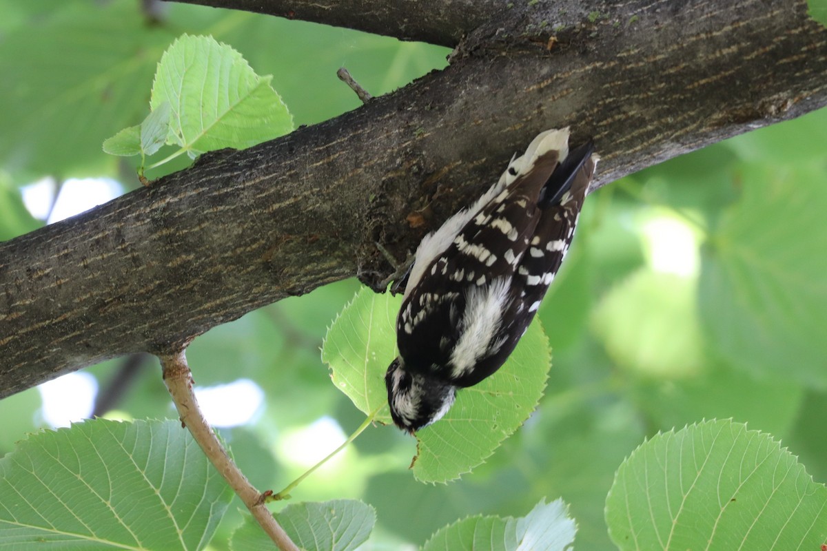 Downy Woodpecker - Travis Dickinson