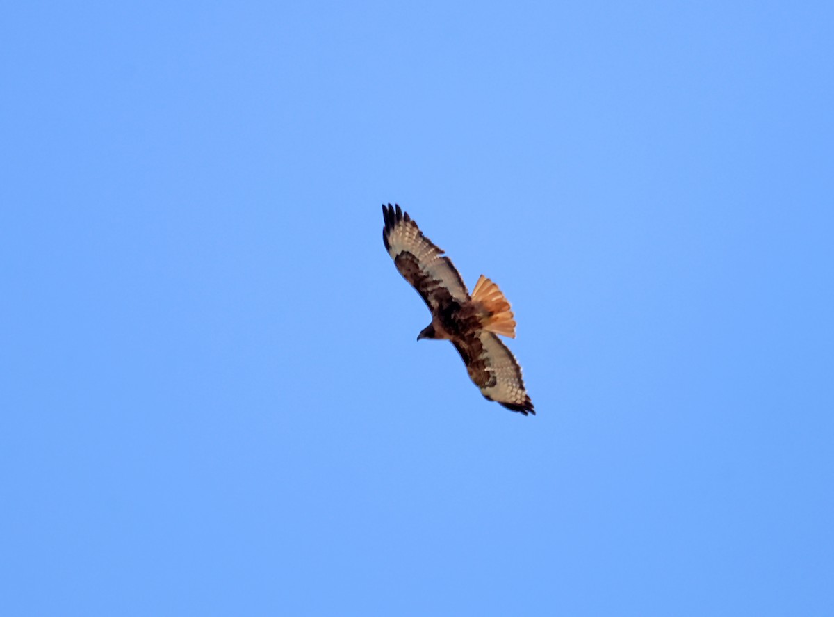 Red-tailed Hawk - ML620766976