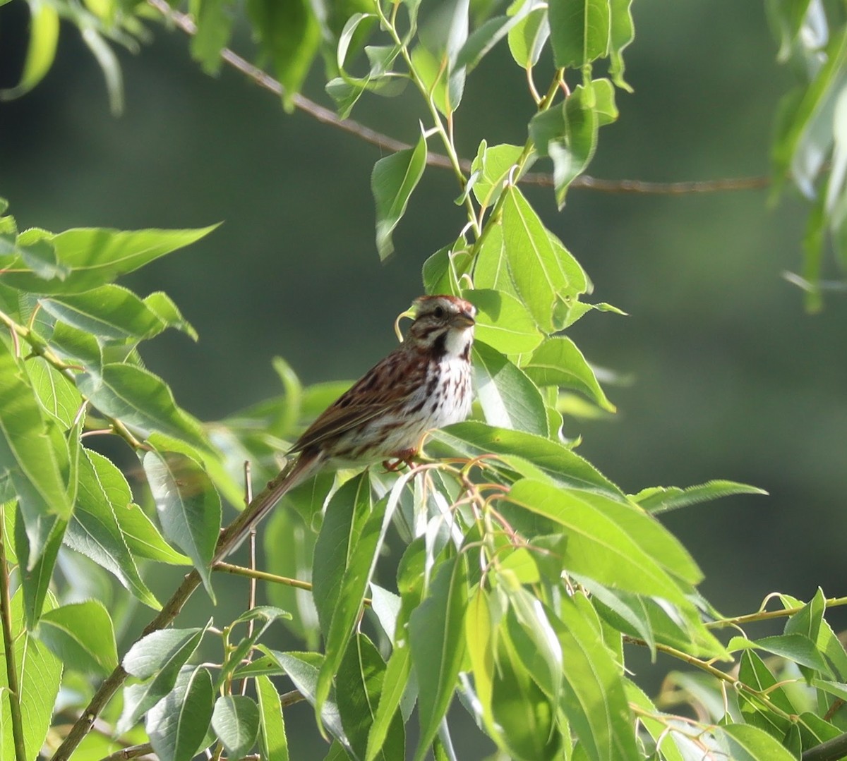 Song Sparrow - ML620766977