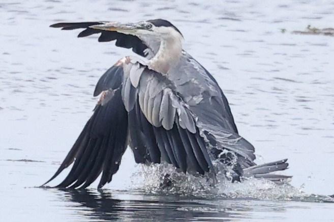 Great Blue Heron - ML620766983